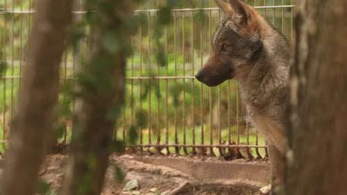 Curious Cub Wolf Canis Lupus Gray Wolf Grey Wolf