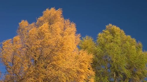 Otoño