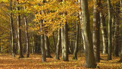 Herbst