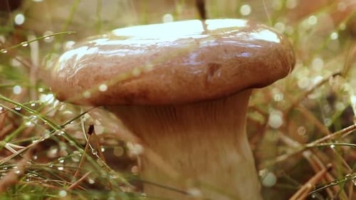 Mushroom Boletus In a Sunny Forest in the Rain