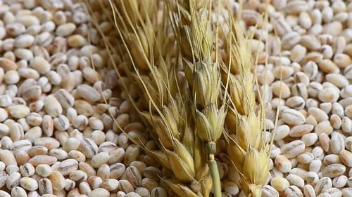 Close up Barley Ear and Pearl Barley