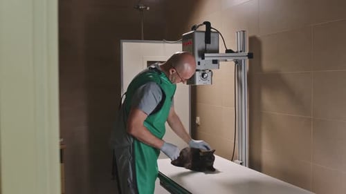 Veterinarian Prepares to X-Ray a Cat