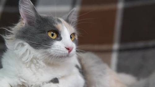 Colorful Kitten at Home