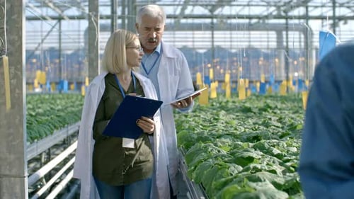 Agronomists Inspecting Commercial Greenhouse
