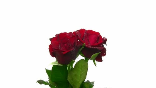 Rotierende drei rote Rosen mit Wassertropfen, nahtlose Schleife
