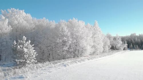 Schneeweiße Winterbäume im Wald