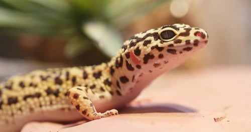 Lézard