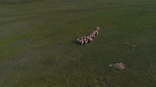 Drohnenflug aus der Luft über eine Schafherde, die auf dem Gras läuft. Bewölkter Tag, Flug niedriger Höhe