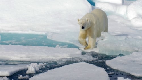 Polar Bear walking on Broken sea Ice