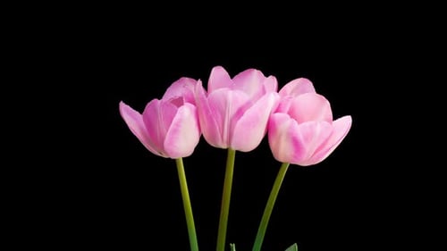 Pink Tulips Blooming in Time Lapse