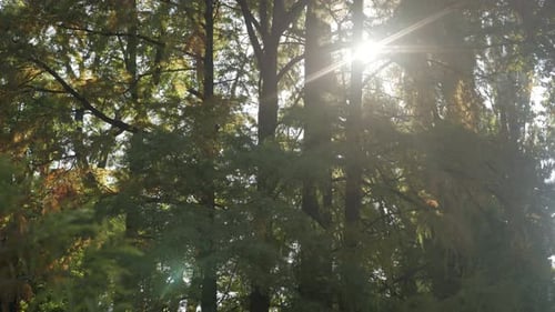 Autumn forest scene 4K 2160p 30fps UltraHD footage - Sun through the tree branches slow tilt 3840X21