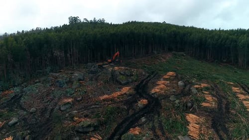 Forest Devastation. Global Warming