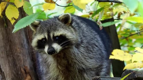 Raccoon Poses in Colorful Autumn Leaves