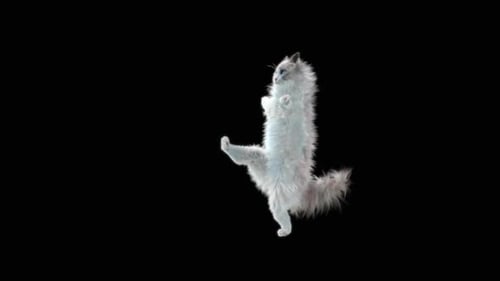 Katze tanzt HD