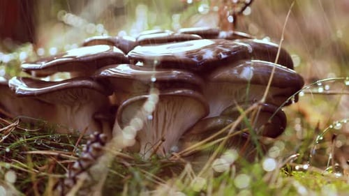 Pleurotus Mushroom In a Sunny Forest in the Rain