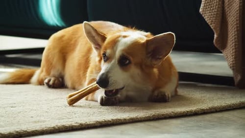 Cute Corgi Dog Chewing Treat Indoors