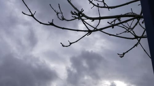 Zeitraffer dunkler Gewitterwolken, die im Winter an einem Baum vorbeiziehen