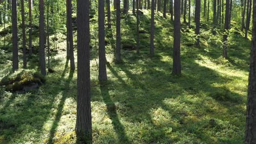 Flight at the woodland