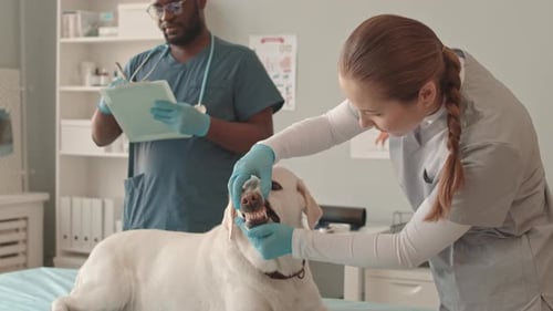 Veterinary Exam: Dog Gets Dental Checkup at Clinic