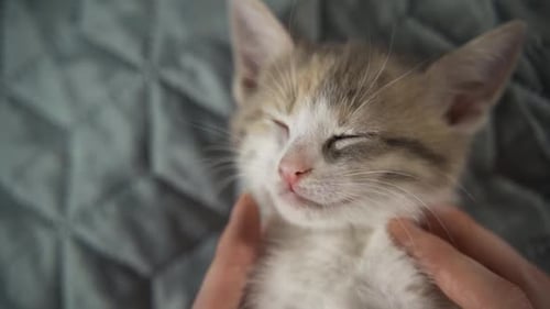 Tabby Kitten Receives Gentle Rubs While Sleeping