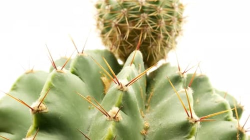 Cactus sobre fondo blanco aislado