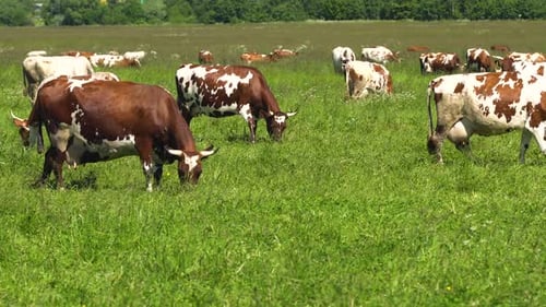 Cows Grazing Peacefully in a Green Field