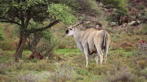 Große männliche Elandantilope im natürlichen Lebensraum