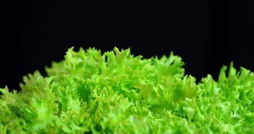 Fresh Green Lettuce Against Black Background