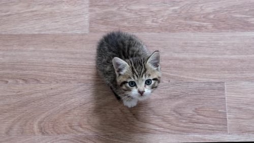 Cute Kitten with Blue Eyes Looking Up