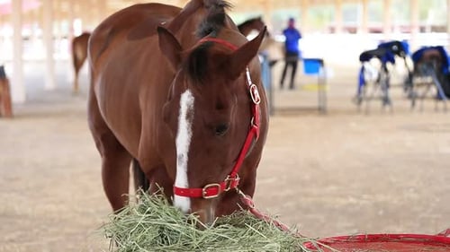 Brown Horse Eating Hay Inside a Covered Pen