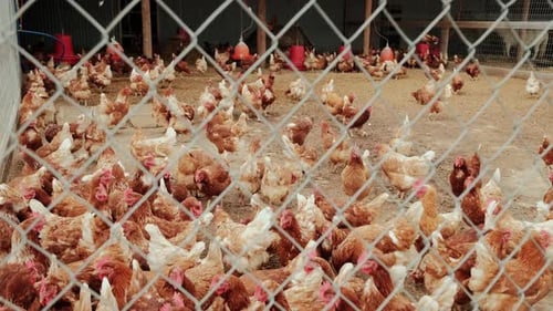 Farm with Chickens Many Chickens Near the Fence