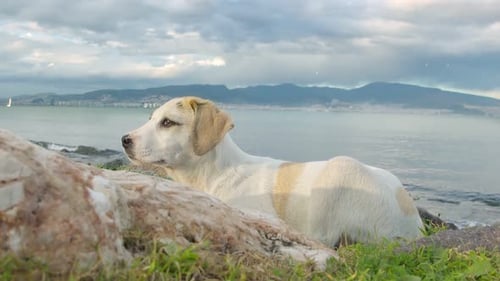 Dog Relaxing on the Shore by Calm Water