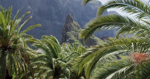 Tropical Palm Tree Leaves Moving in the Wind in Masca Gorge Tenerife Canary Islands Spain