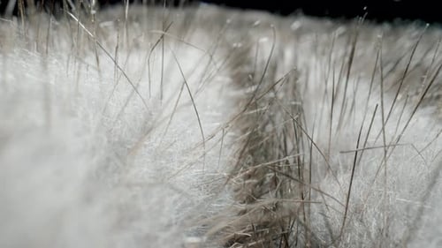 Extreme Close-up of White Fluffy Texture