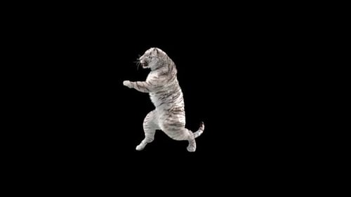 Weißer Tiger tanzt HD
