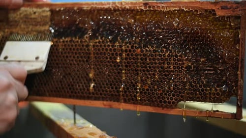 Extracting Rich Honey from Honeycomb Close Up