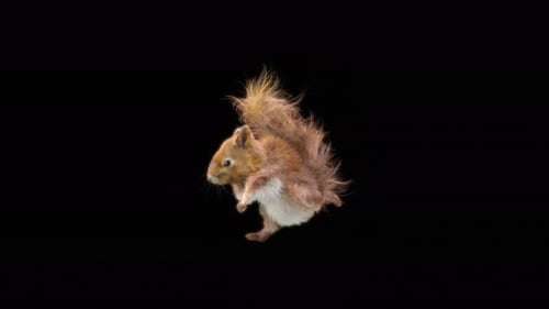 Realistic Animated Squirrel Performing a Dynamic Backflip