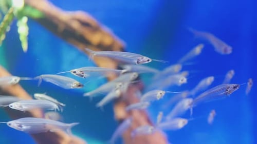 glass catfish aquarium fish, close-up on the ocean. ecology and fauna of the oceans