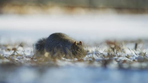 Eichhörnchen frisst auf einem Feld