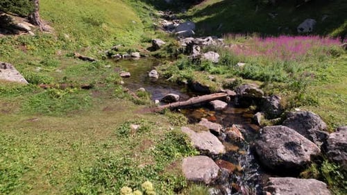Ein kleiner Teich und ein Bach in einem Bergwald