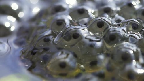 Embryonen Kaulquappen Kaviar Bewegung in Eiern von Froschrogen in einem Teich Spbd. Polliwog Nahaufnahme im Wasser. Spawnen