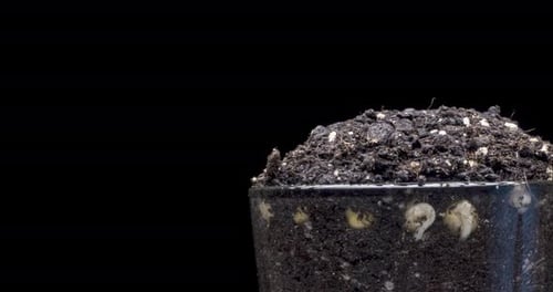Fresh Bean Growing Macro Time Lapse