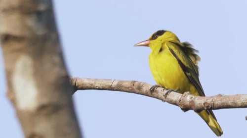 Lindo pajarito oropéndola de nuca negra amarilla en Asia