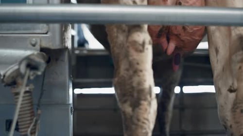 Technologie de traite des vaches Gros plan d'une ferme laitière moderne