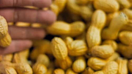Hand Sorting Fresh Peanuts in Shells