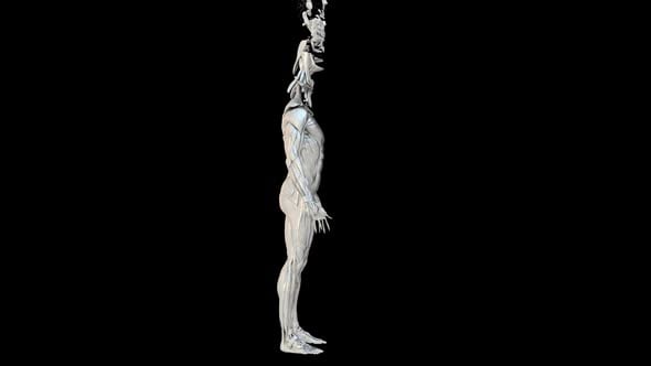 Anatomy Body and Skeleton Transform, Elements Motion Graphics ft. human ...