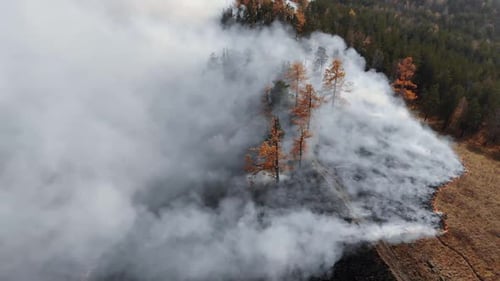 Video Shooting From a Drone of Burning Dry Grass in the Forest