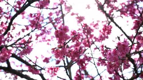 Pink Springtime Blossoms on Tree Branch