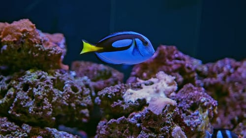 Poissons d'aquarium (2 K)