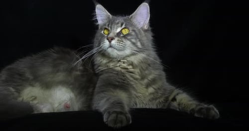 Blue Blotched Tabby Maine Coon Domestic Cat, Female laying against Black Background